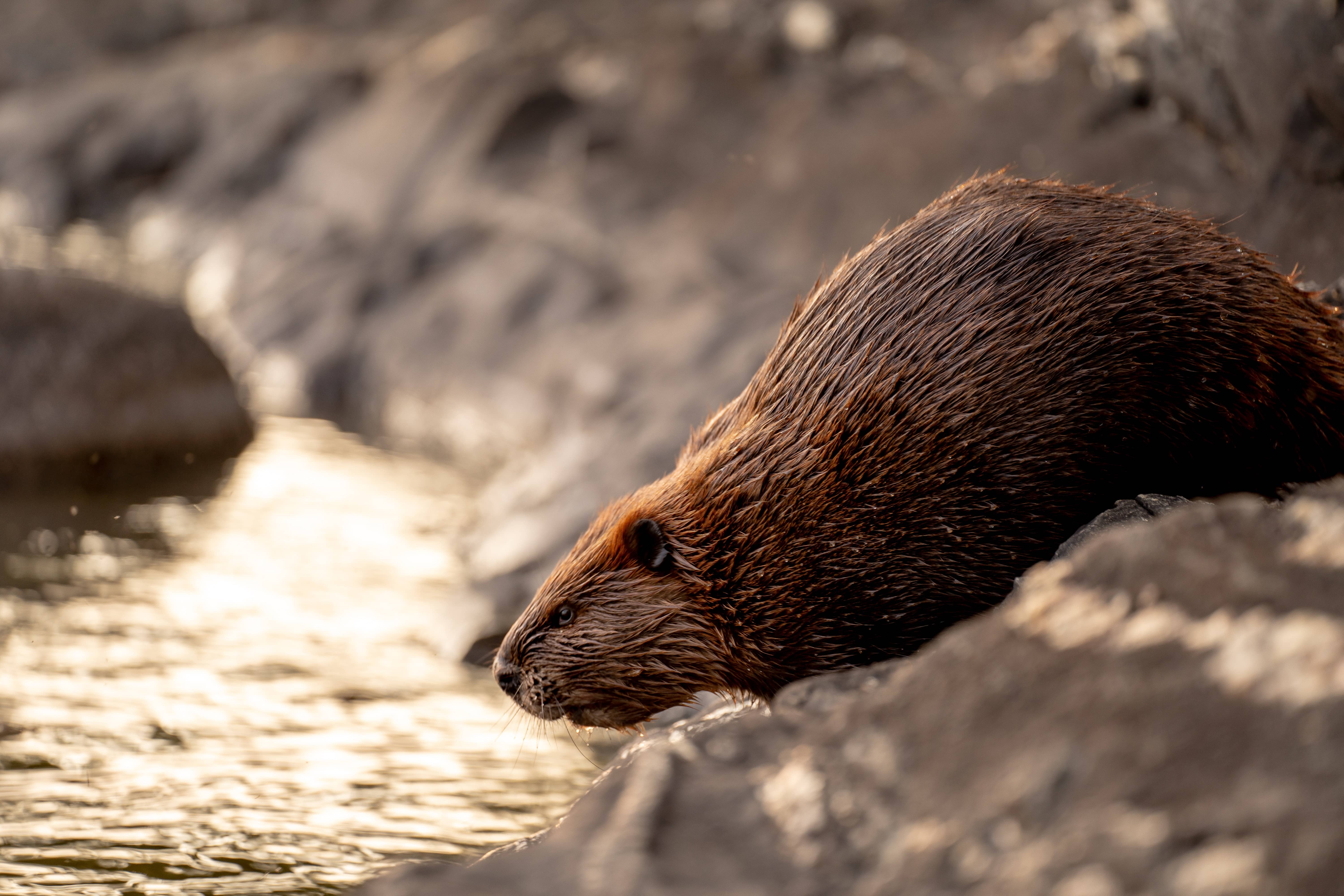 Beaver Spotting Hike in Belgium – Achouffe